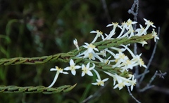 Struthiola
