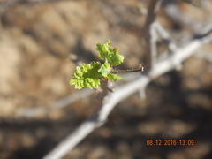 Bursera littoralis