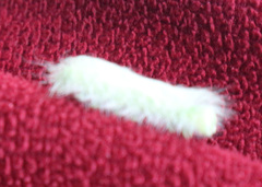 Acronicta leporina