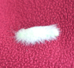 Acronicta leporina