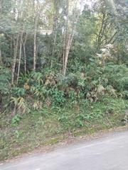 Hedychium coronarium