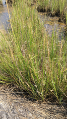 Sporobolus alterniflorus