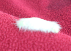 Acronicta leporina