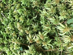 Sphagnum palustre