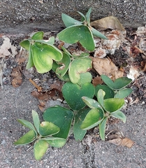 Oxalis latifolia