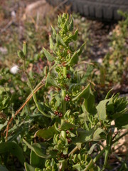 Patellifolia procumbens image