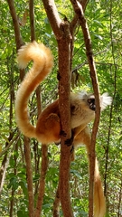 Eulemur macaco