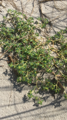 Euphorbia polygonifolia