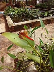 Libellula croceipennis