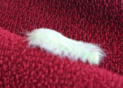 Acronicta leporina