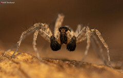 Pardosa crassipalpis