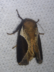 Prolimacodes badia