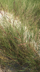 Sporobolus pumilus