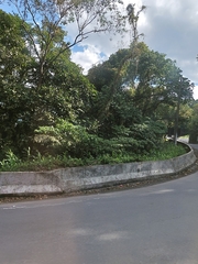 Hedychium coronarium