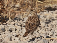 Calandrella brachydactyla