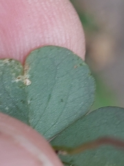 Oxalis latifolia