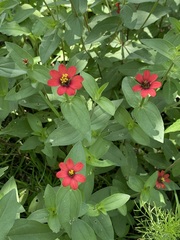 Zinnia peruviana