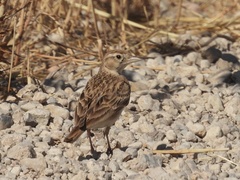 Calandrella brachydactyla