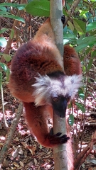 Eulemur macaco