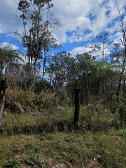 Hedychium coronarium