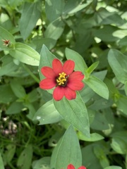 Zinnia peruviana