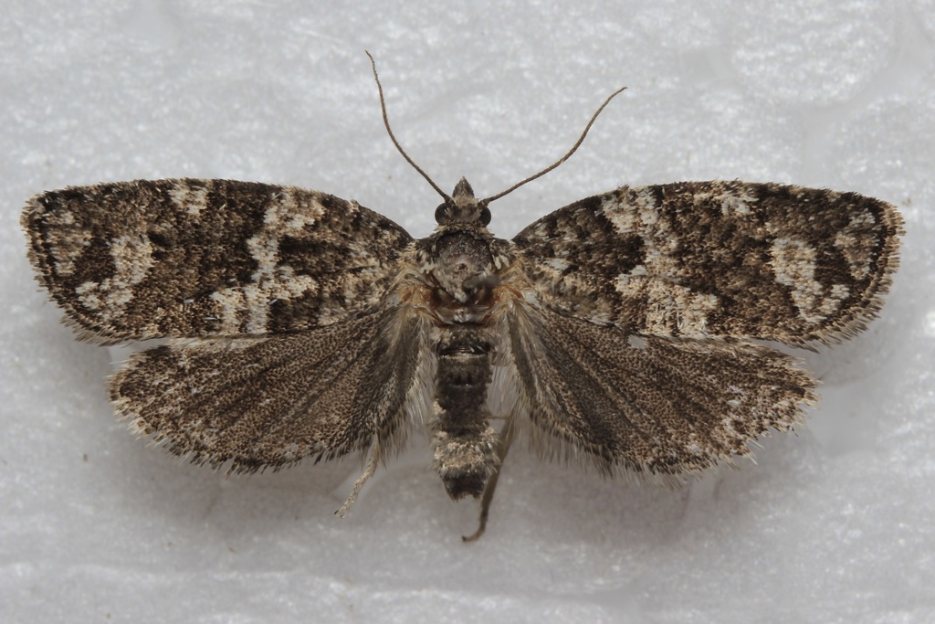 Pandemis coniferana