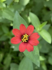 Zinnia peruviana