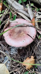 Russula