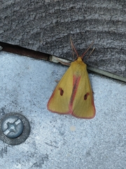 Diacrisia sannio