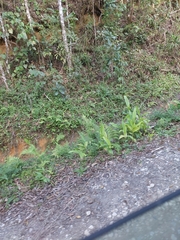 Hedychium coronarium