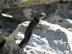 Sceloporus