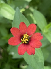 Zinnia peruviana