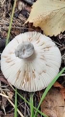 Russula