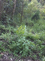 Hedychium coronarium