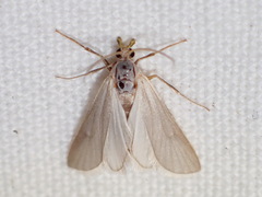 Acentria ephemerella