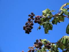 Rubus ulmifolius