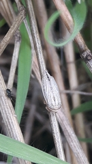Athysanus argentarius