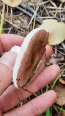 Russula