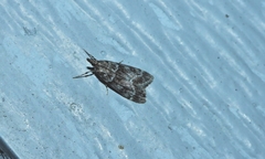 Eudonia mercurella