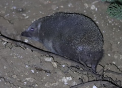 Erinaceus roumanicus