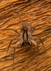 Pardosa crassipalpis