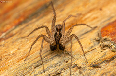 Pardosa crassipalpis