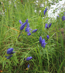 Gentiana pneumonanthe