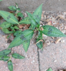 Persicaria