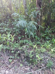 Hedychium coronarium