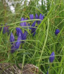 Gentiana pneumonanthe