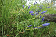 Gentiana pneumonanthe