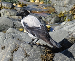 Corvus cornix