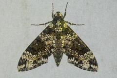 Manduca rustica