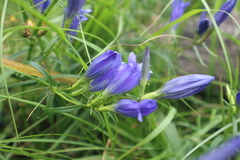 Gentiana pneumonanthe